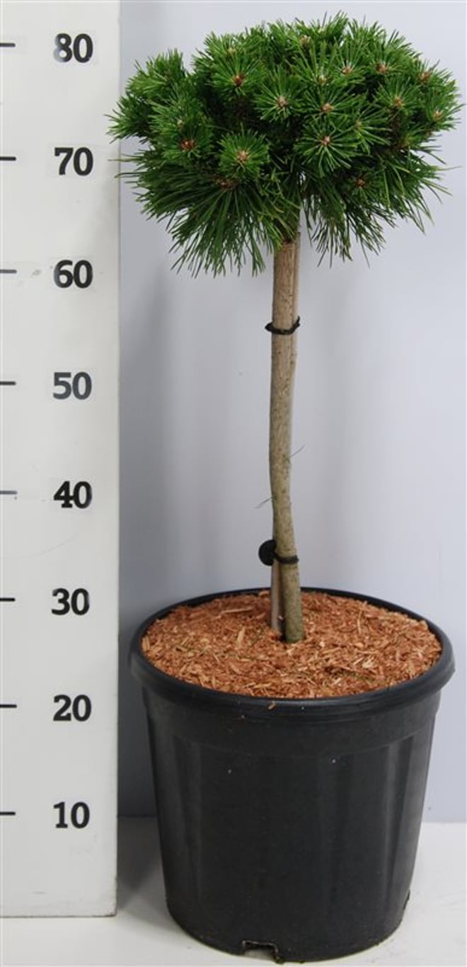 Pinus mugo 'Benjamin' - 40 CM Stem C12